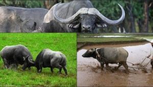 mơ thấy trâu đánh con gì